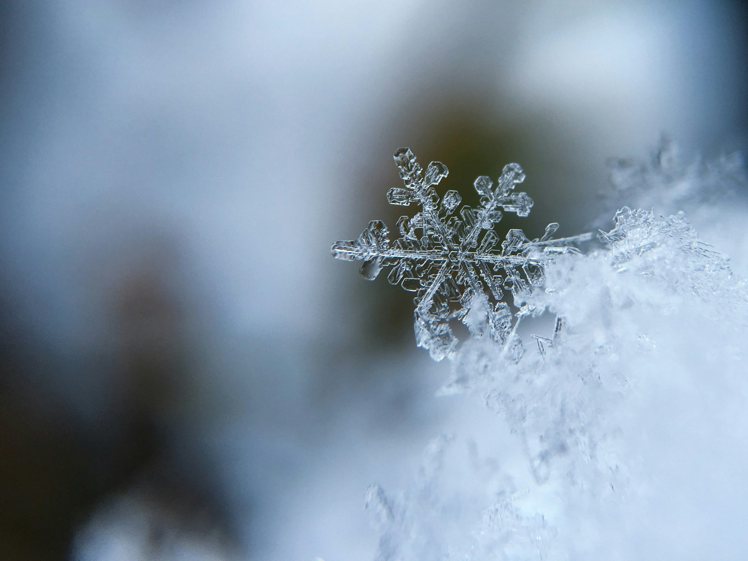 snow flake in ice