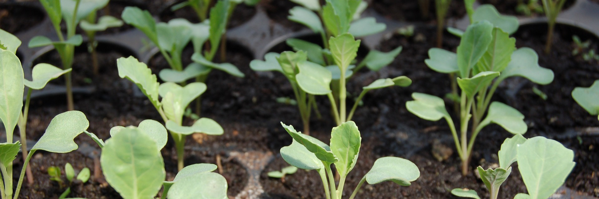 plants growing in soil
